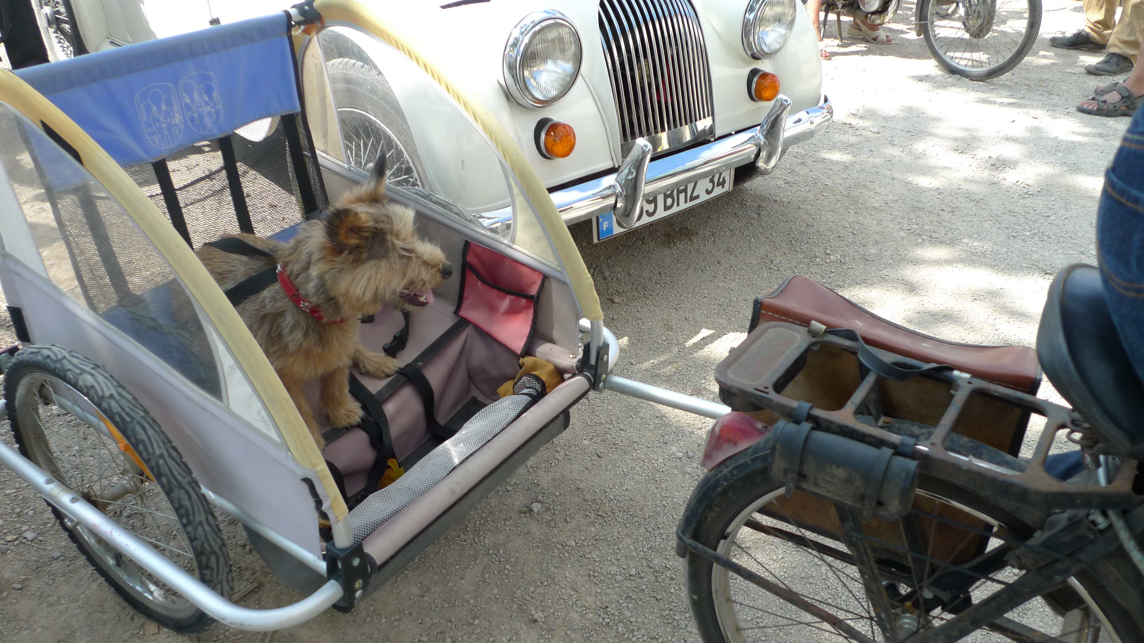 solex et sa remorque canine